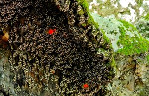 butterlies valley rhodes