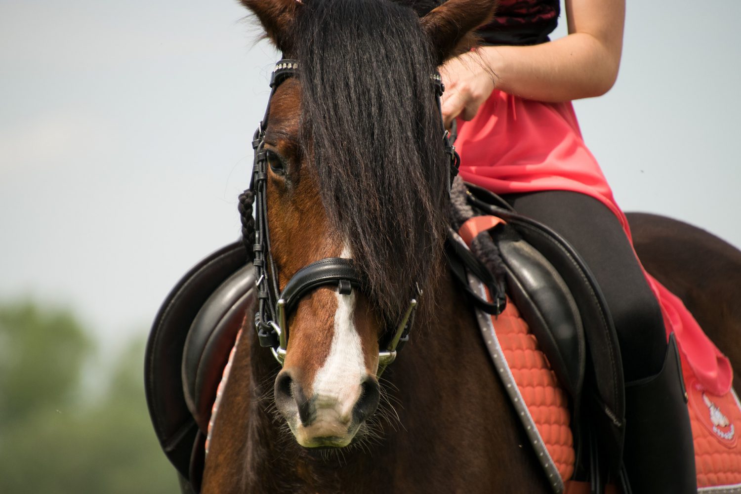 Horse Riding in Rhodes