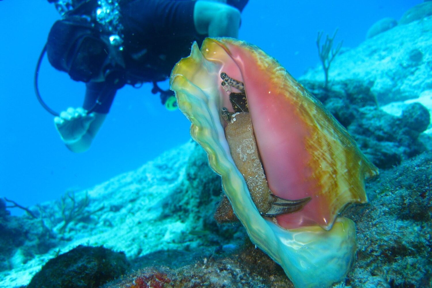 Scuba diving Rhodes scuba diving Rhodes